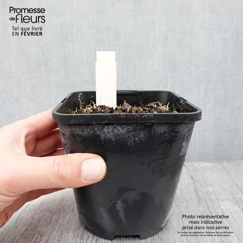 Hosta Rainbows End Maceta 1,5L/2L Ejemplar entregado en invierno