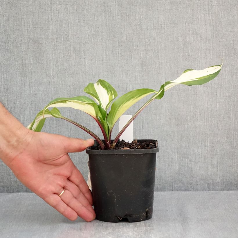 Ejemplar de Hosta Raspberry Sundae Maceta 1,5L/2L entregado en verano