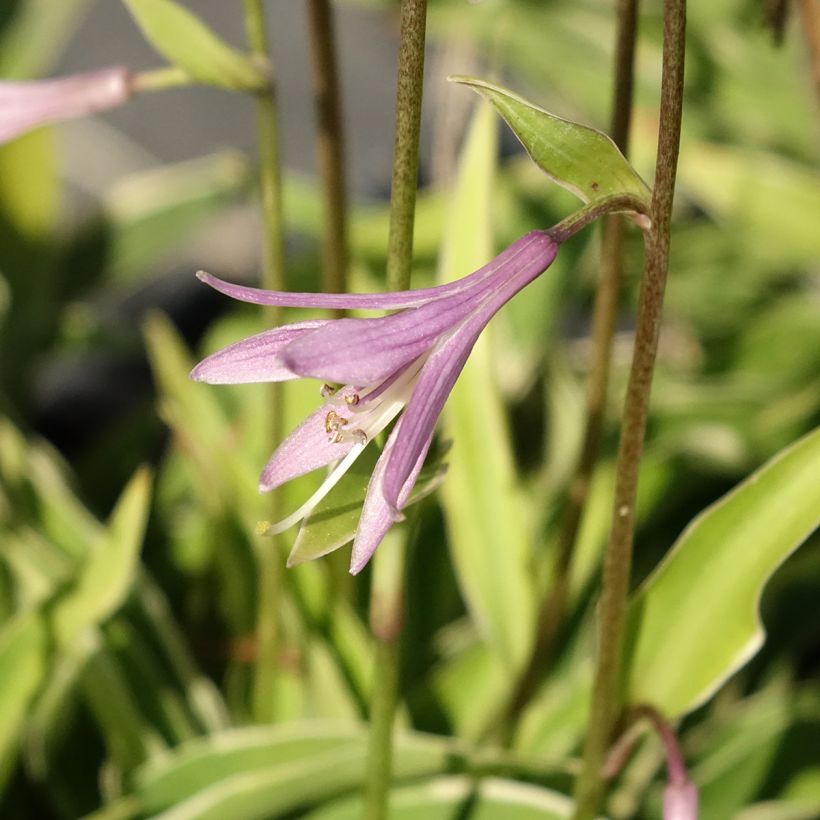 Hosta Raspberry Sundae (Floración)