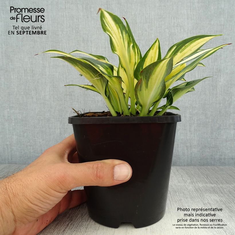 Ejemplar de Hosta Remember Me Maceta 1,5L/2L entregado en verano