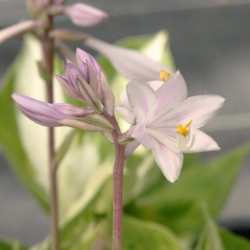 Hosta Revolution (Floración)