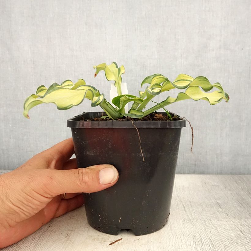 Ejemplar de Hosta Ripple Effect Pot de 1,5L/2L entregado en verano