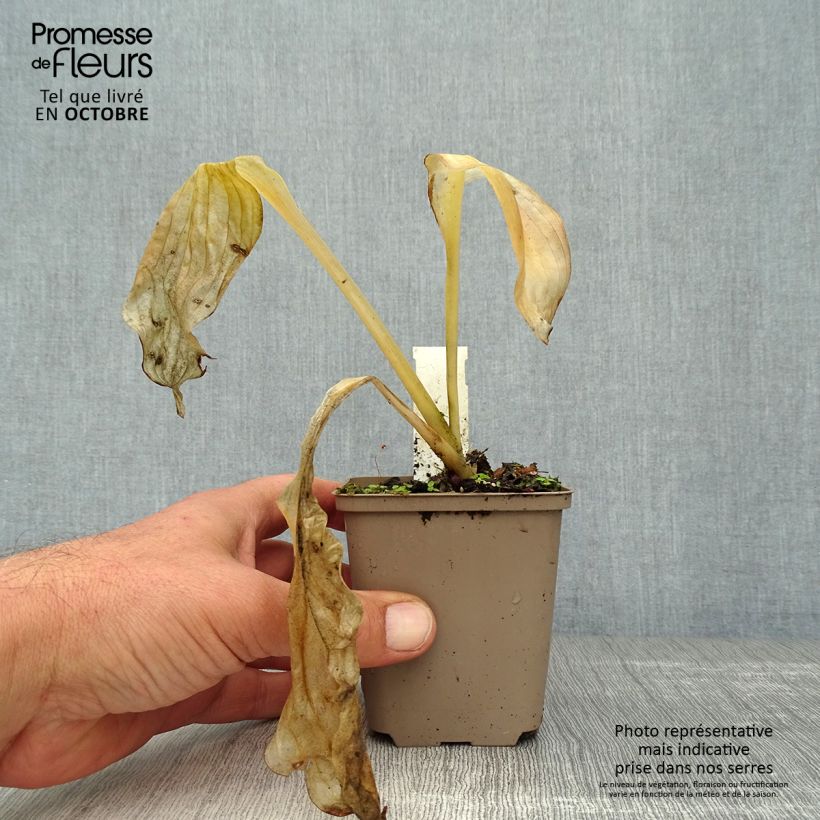 Ejemplar de Hosta Royal Standard Maceta de 8/9 cm entregado en otoño