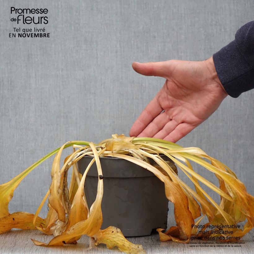 Ejemplar de Hosta Royal Standard Maceta 2L/3L entregado en otoño