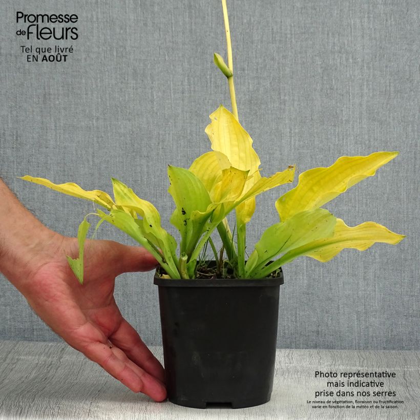 Ejemplar de Hosta Ruffed Up Pot de 1,5L/2L entregado en verano