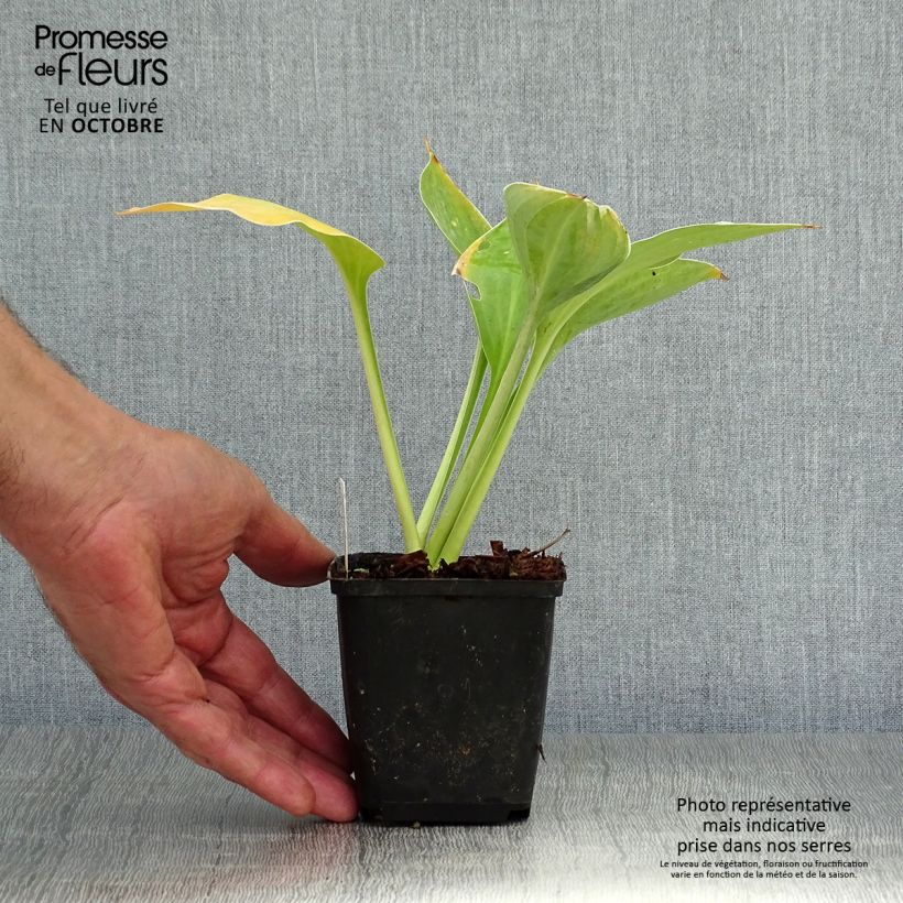 Ejemplar de Hosta fluctuans Sagae Maceta de 8/9 cm entregado en otoño