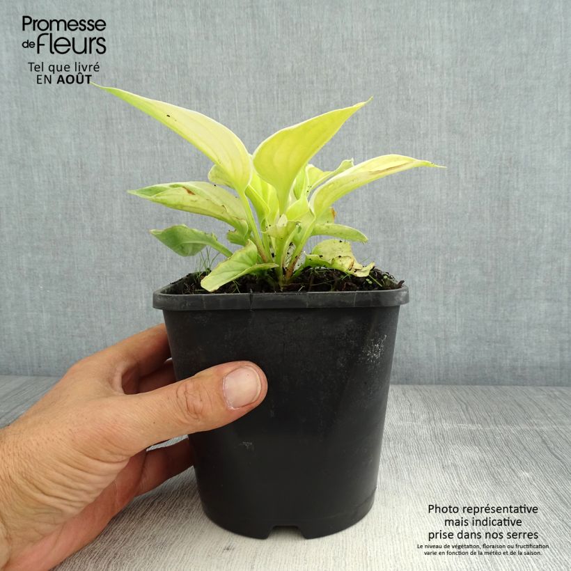 Ejemplar de Hosta Saint Elmo's Fire - Pot de 1,5L/2L entregado en verano