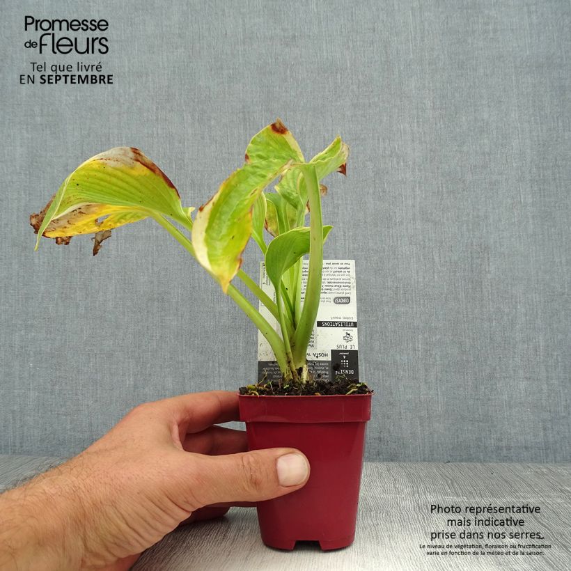 Ejemplar de Hosta sieboldiana Frances williams Maceta de 8/9 cm entregado en verano