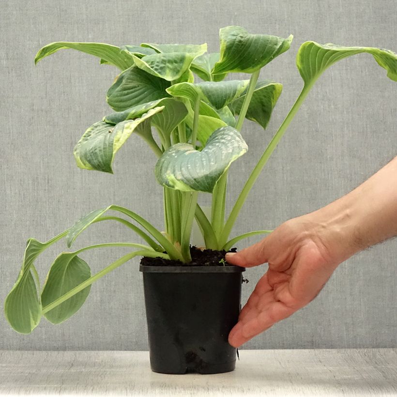 Ejemplar de Hosta sieboldiana Frances williams Maceta 2L/3L entregado en verano