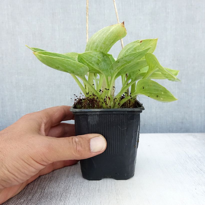 Ejemplar de Hosta sieboldiana Godet de 8/9 cm entregado en verano