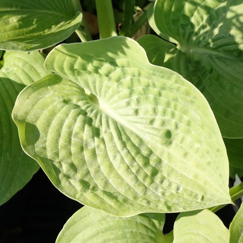 Hosta sieboldiana (Follaje)