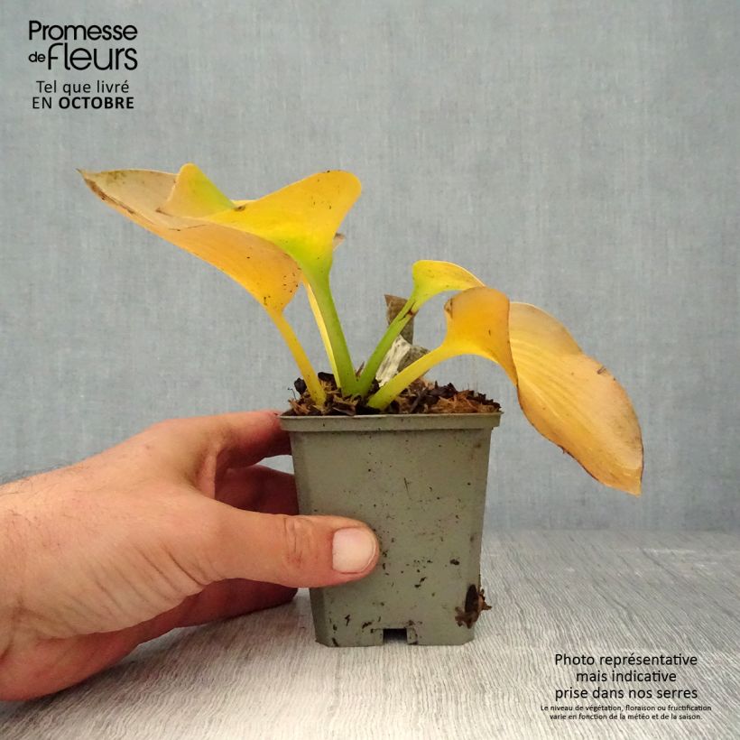 Ejemplar de Hosta sieboldiana elegans Maceta de 8/9 cm entregado en otoño