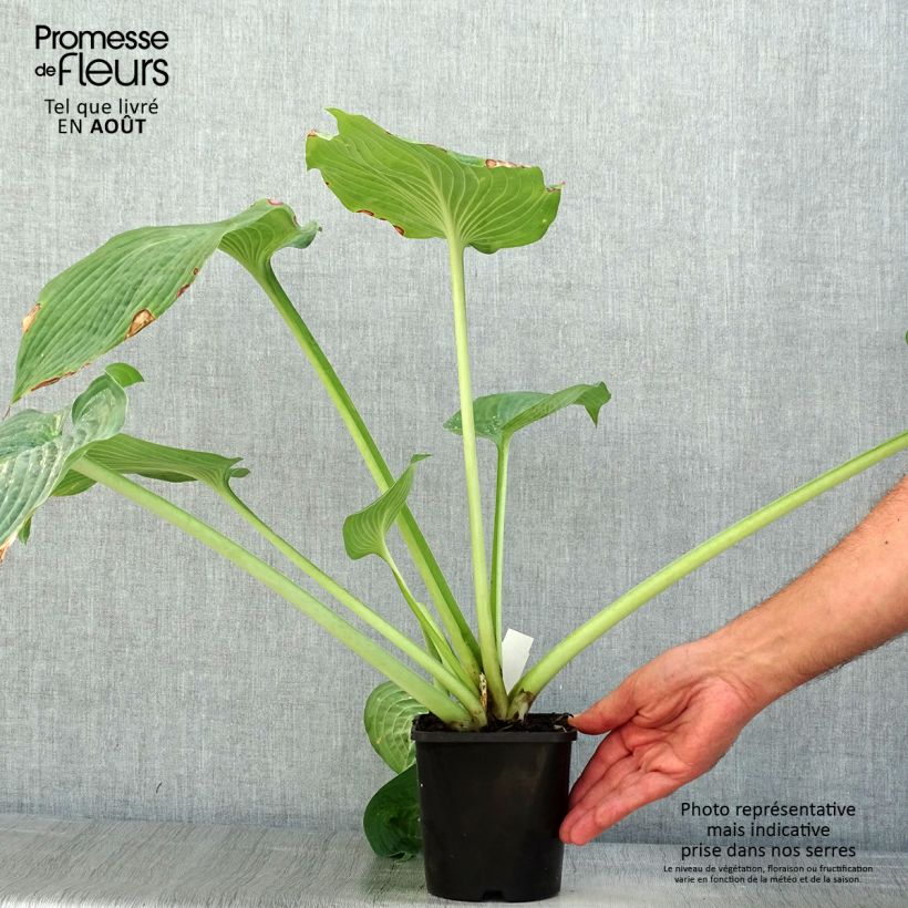 Ejemplar de Hosta sieboldiana elegans Maceta 1,5L/2L entregado en verano