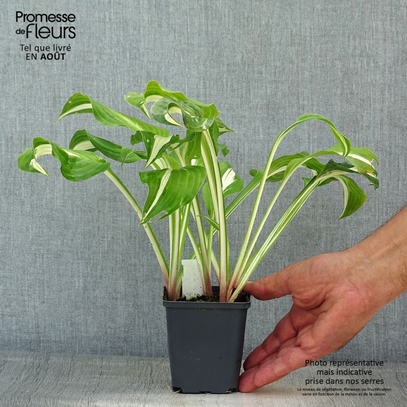 Ejemplar de Hosta sieboldii Kabitan  Godet de 9cm entregado en verano