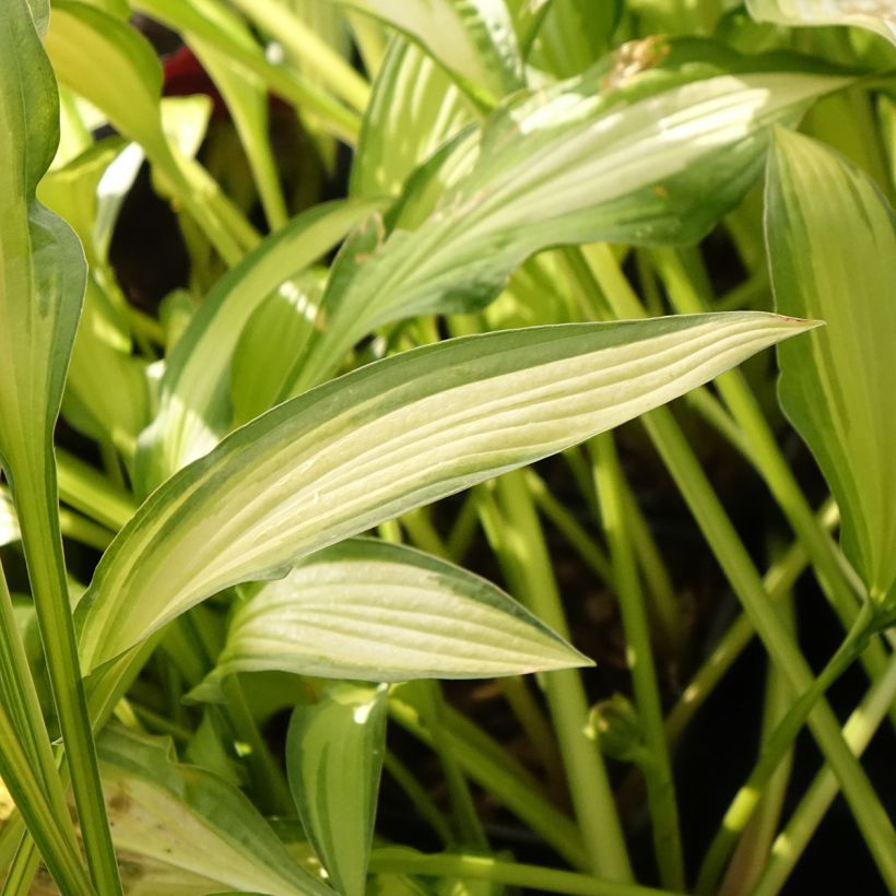 Hosta Sizzle (Follaje)