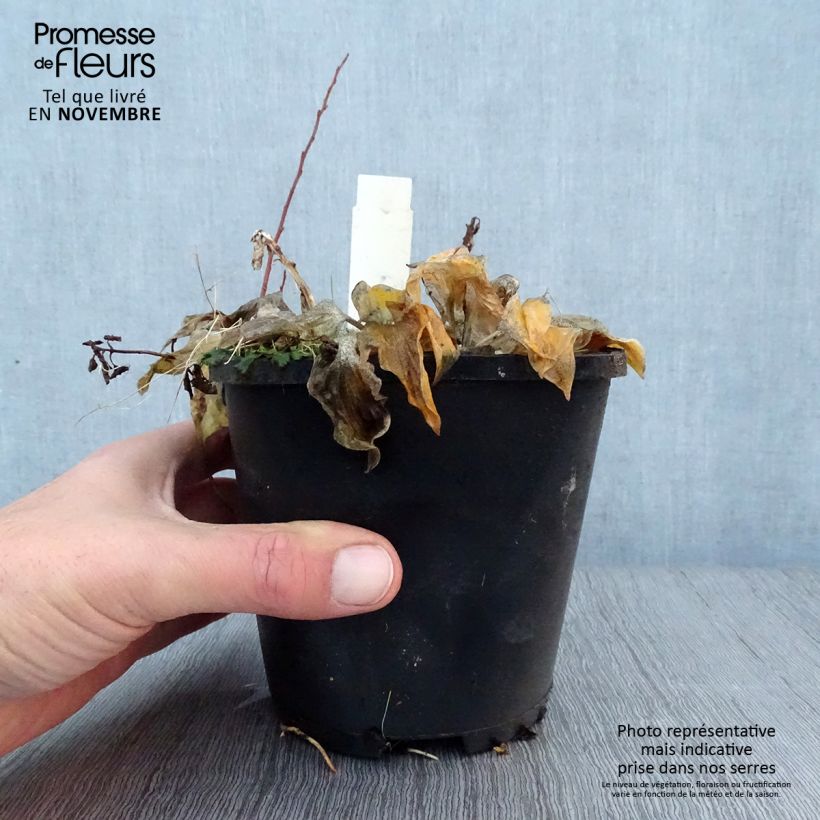 Ejemplar de Hosta Smiling Mouse Maceta 1,5L/2L entregado en otoño