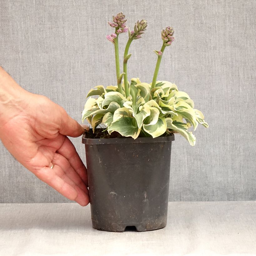 Ejemplar de Hosta Smiling Mouse Maceta 1,5L/2L entregado en verano