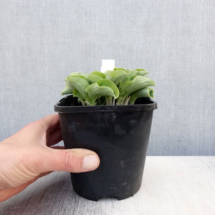 Hosta Smiling Mouse Pot de 1,5L/2L Ejemplar entregado en la primavera