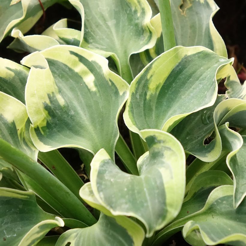 Hosta Smiling Mouse (Follaje)