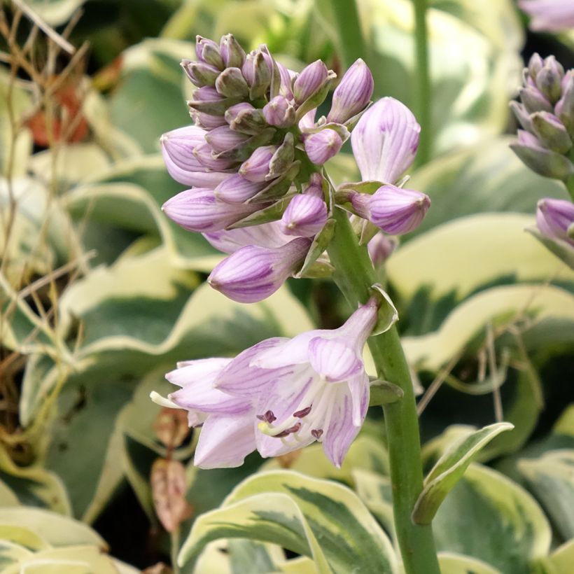 Hosta Smiling Mouse (Floración)