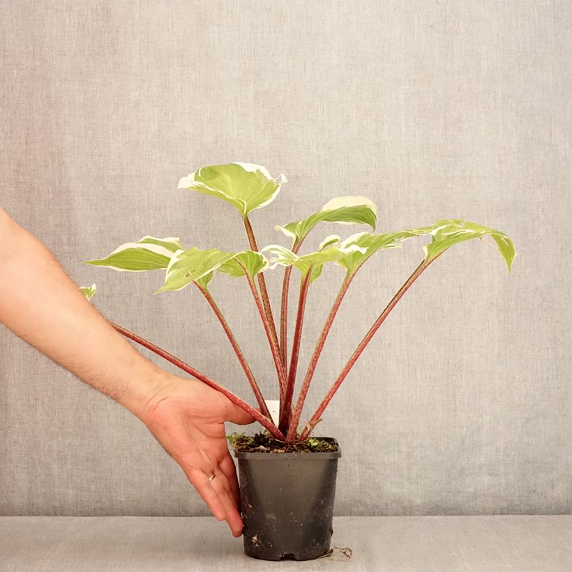 Ejemplar de Hosta Sorbet Maceta 1,5L/2L entregado en verano
