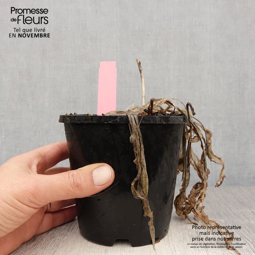 Ejemplar de Hosta Spartacus Maceta 1,5L/2L entregado en otoño