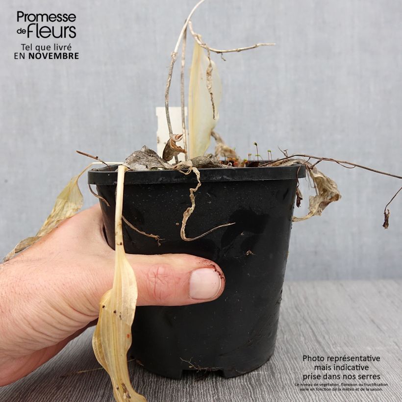 Ejemplar de Hosta Spritzer Maceta 1,5L/2L entregado en otoño