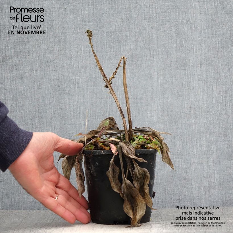 Ejemplar de Hosta Stand by Me Maceta 1,5L/2L entregado en otoño