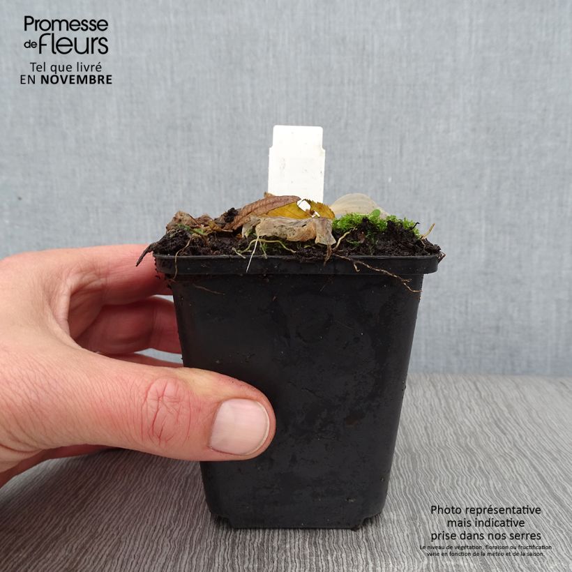 Ejemplar de Hosta Striptease Maceta de 8/9 cm entregado en otoño