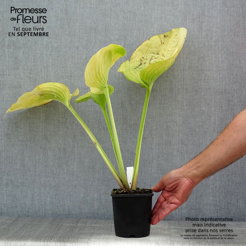 Ejemplar de Hosta Sum and Substance en pot de 2 litres entregado en verano