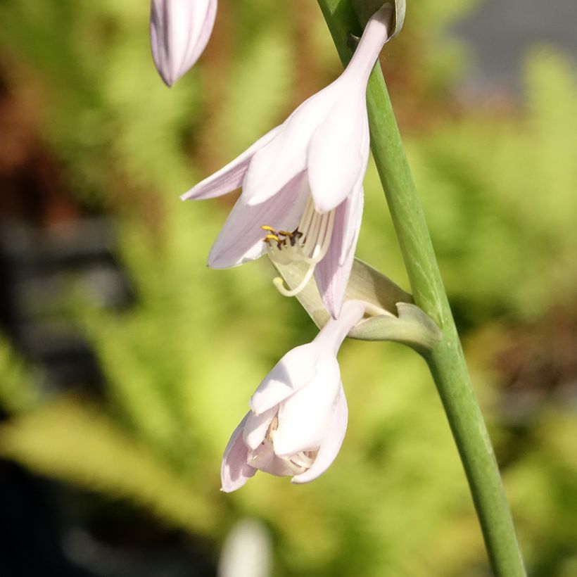 Hosta Sum and Substance (Floración)