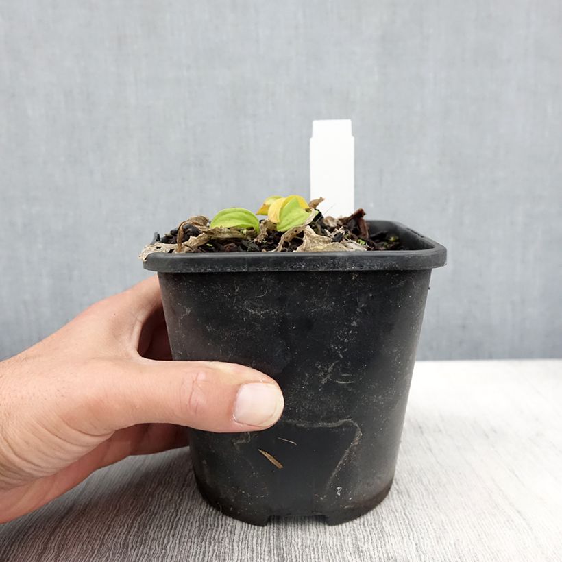 Ejemplar de Hosta Sun Mouse Maceta 1,5L/2L entregado en otoño