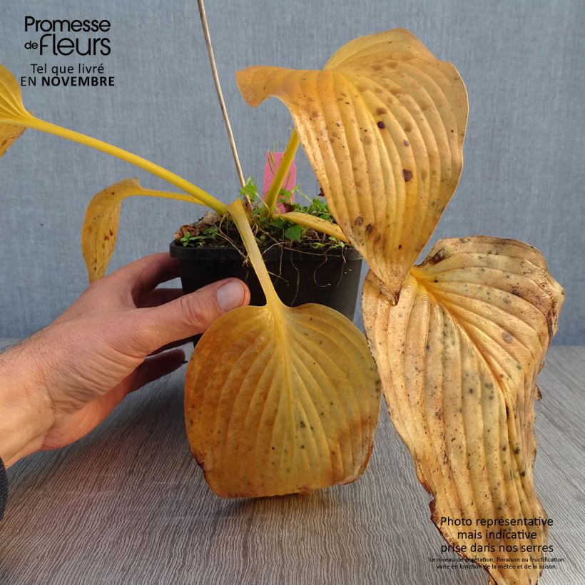 Ejemplar de Hosta T Rex Maceta 1,5L/2L entregado en otoño
