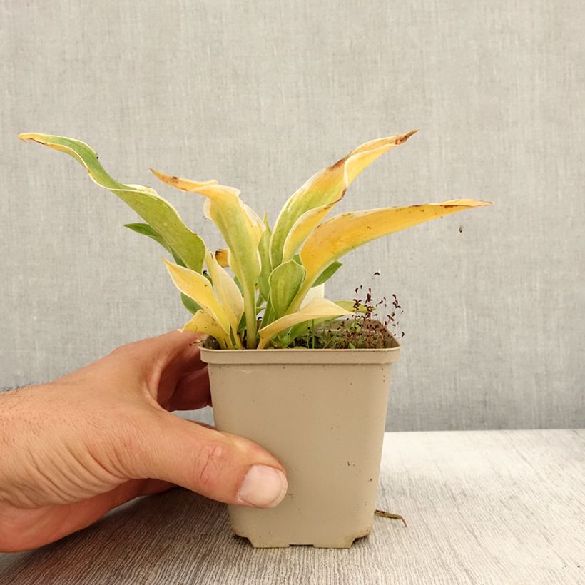 Ejemplar de Hosta tardiana El Niño Maceta de 8/9 cm entregado en otoño