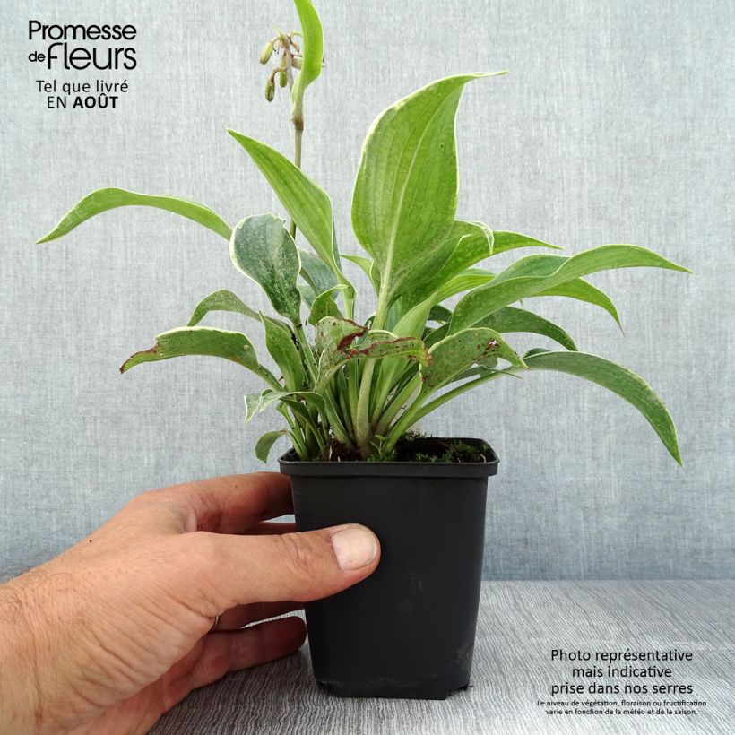 Ejemplar de Hosta tardiana El Niño Godet de 9cm entregado en verano