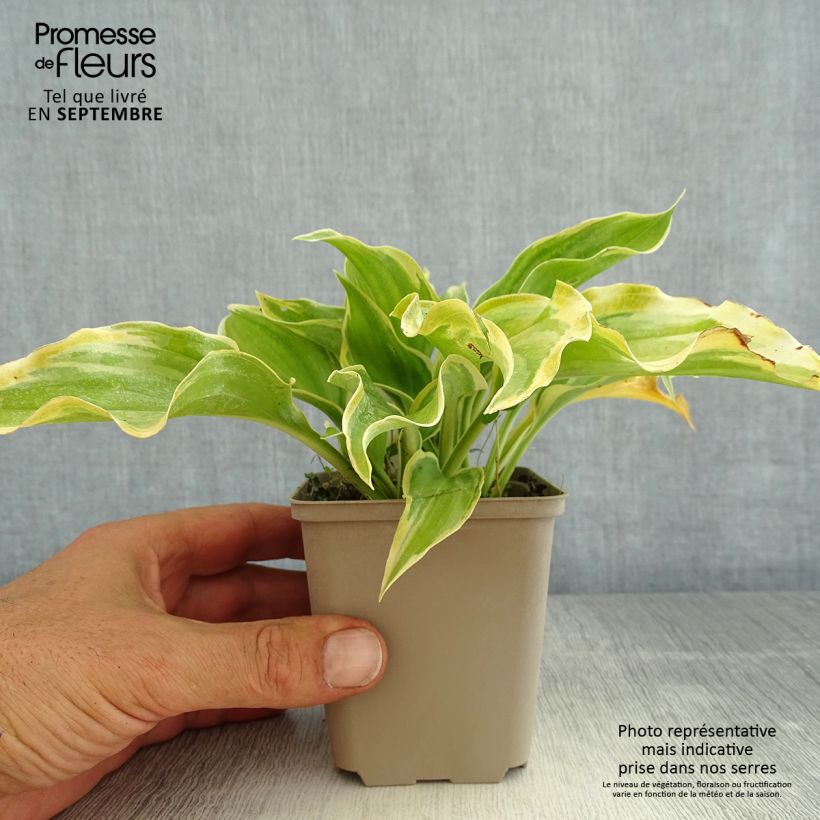 Ejemplar de Hosta The King Godet de 9cm entregado en verano