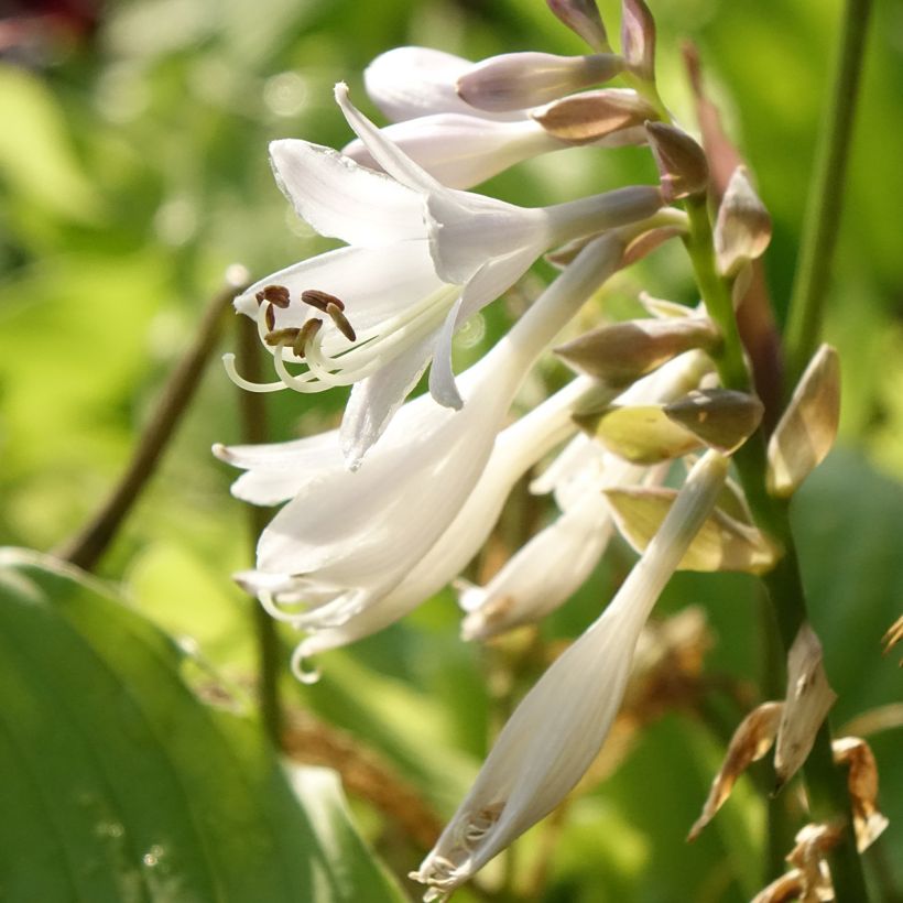 Hosta The King (Floración)