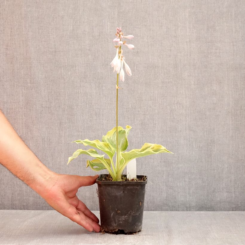 Ejemplar de Hosta The King Maceta 1,5L/2L entregado en verano