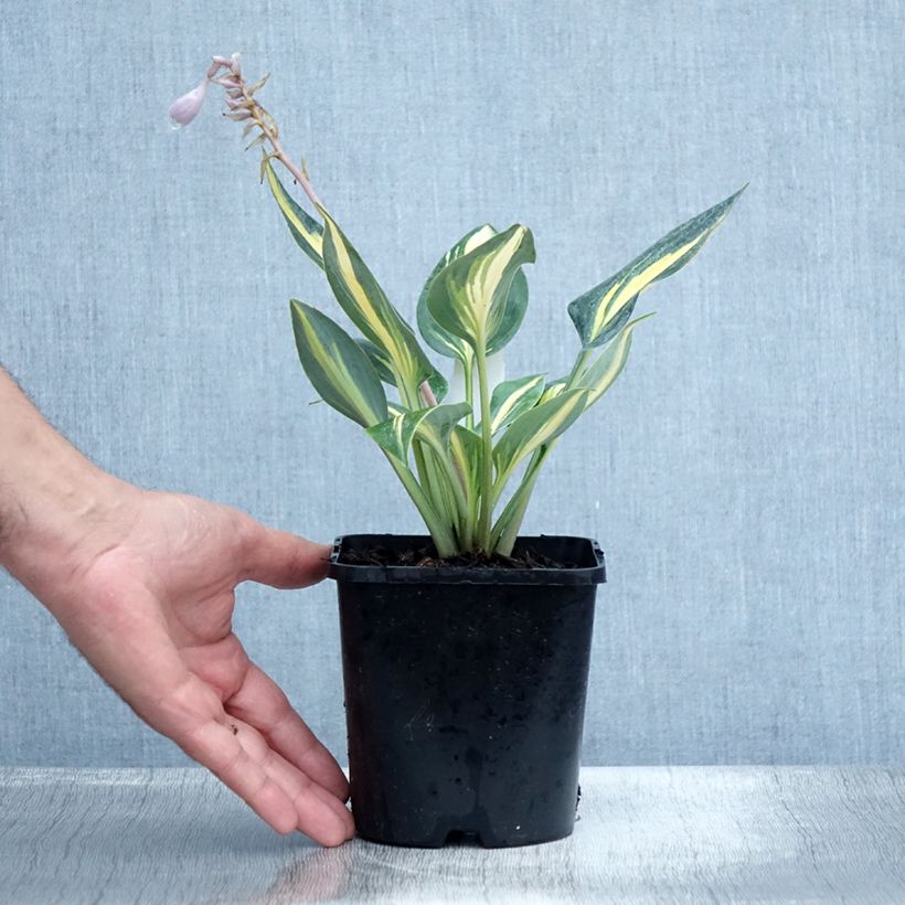 Ejemplar de Hosta Timeless Beauty Maceta 1,5L/2L entregado en verano