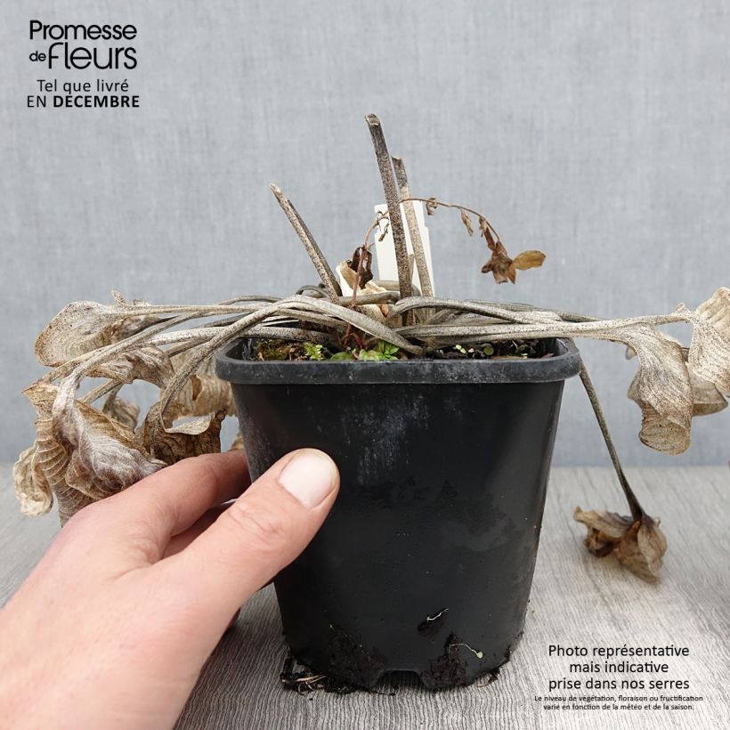 Ejemplar de Hosta Touch Of Class Maceta 1,5L/2L entregado en otoño