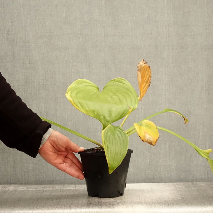 Ejemplar de Hosta UFO Maceta 1,5L/2L entregado en otoño