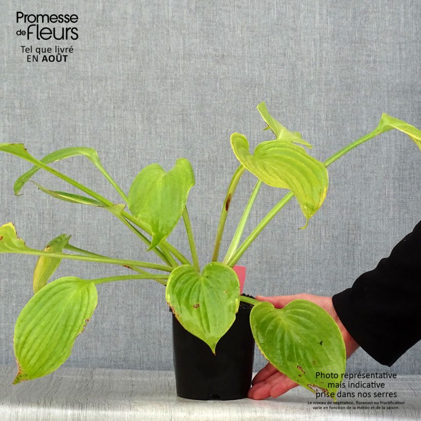 Ejemplar de Hosta UFO - Pot de 1,5L/2L entregado en verano