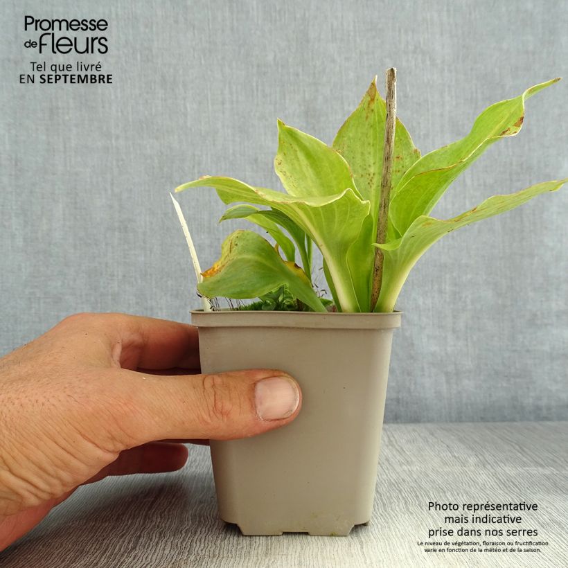 Ejemplar de Hosta undulata Erromena Godet de 9cm entregado en verano