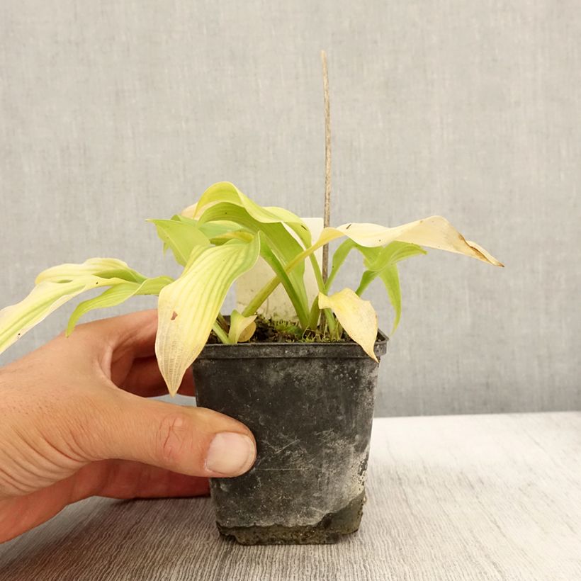 Ejemplar de Hosta undulata var. univittata Maceta de 8/9 cm entregado en otoño