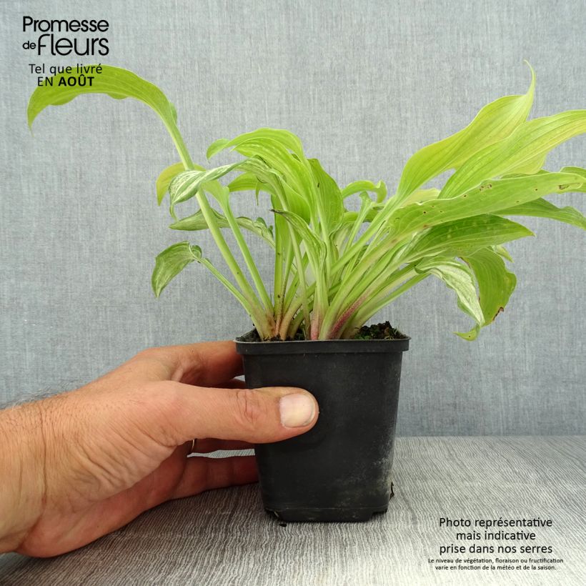 Ejemplar de Hosta undulata var. univittata Maceta de 8/9 cm entregado en verano