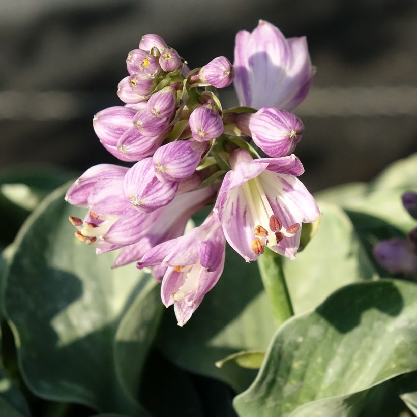 Hosta ventricosa (Floración)
