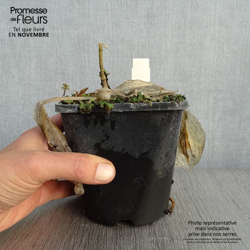 Ejemplar de Hosta Victor Maceta 1,5L/2L entregado en otoño