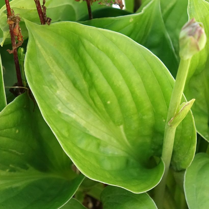 Hosta Victor (Follaje)