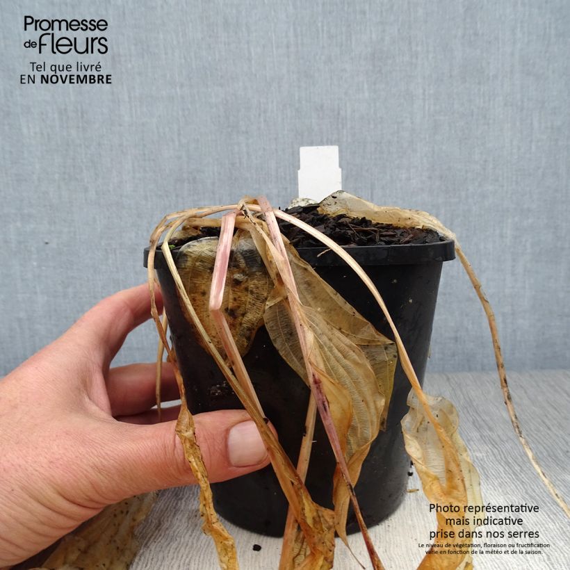 Ejemplar de Hosta Volcano Island Maceta 1,5L/2L entregado en otoño