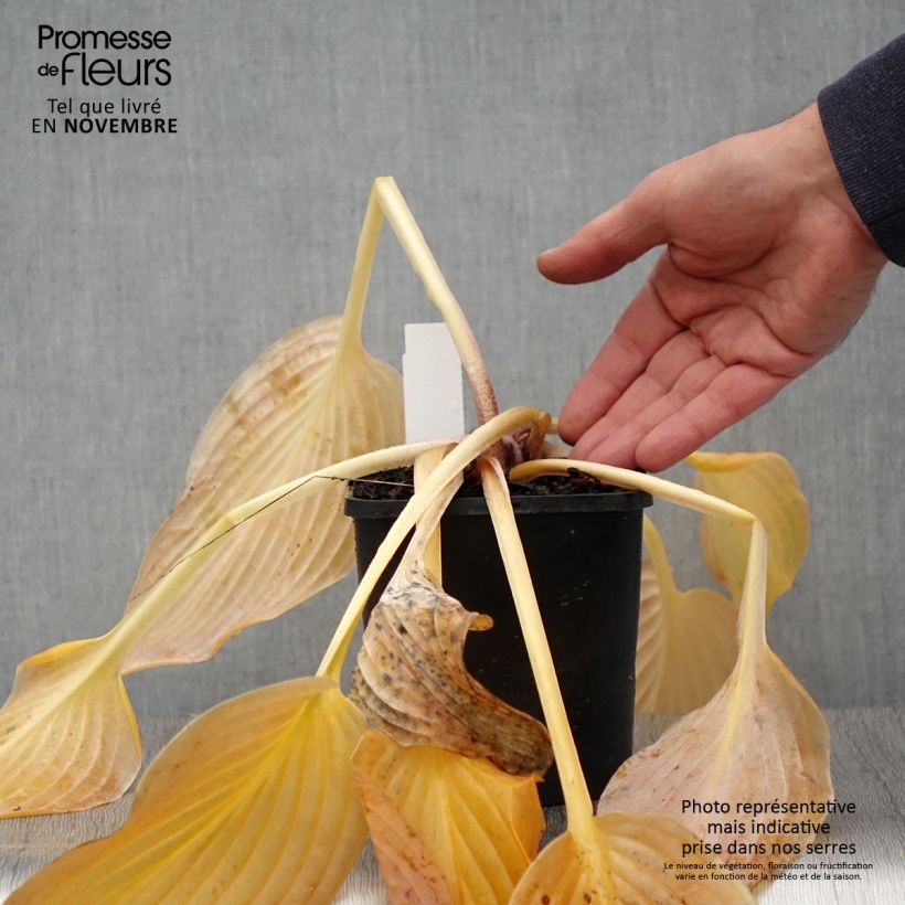Ejemplar de Hosta Waterslide Maceta 1,5L/2L entregado en otoño